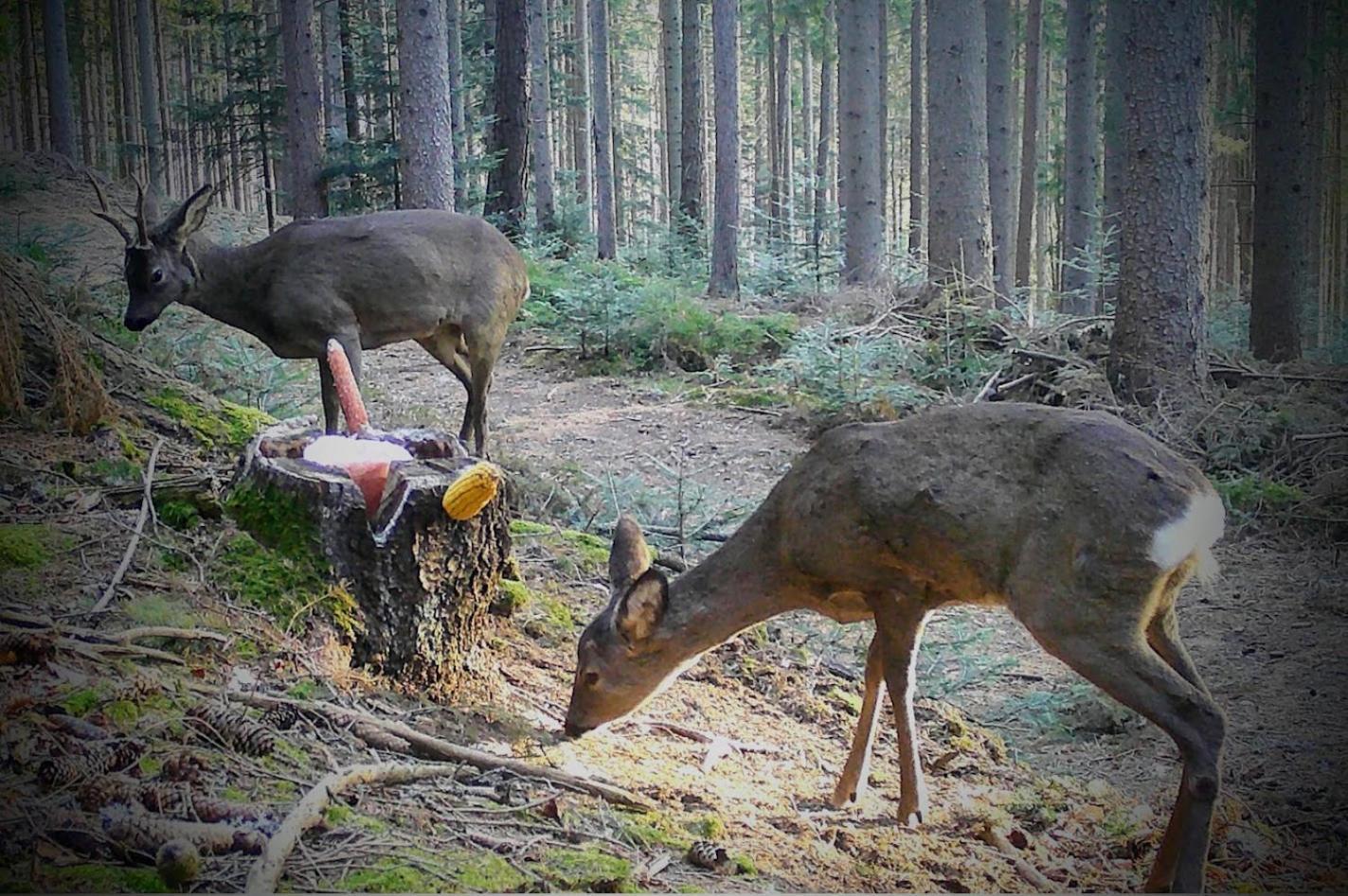 Ferienwohnung Kochs Beeren Oberfresen Eksteriør billede