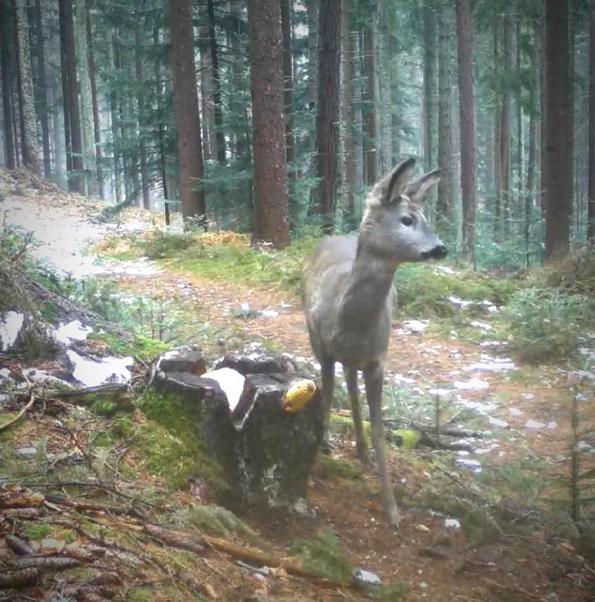 Ferienwohnung Kochs Beeren Oberfresen Eksteriør billede